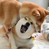 忙碌的狗子