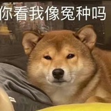 发财恶犬