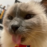 王奶糕拉屎梆臭