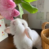 奶味芝士面包🥯