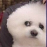 你是什么羊羊