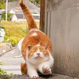 栗子