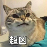 菊花朵朵开