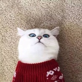 不会剪辑的猫