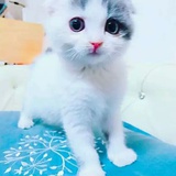 可爱的酒壶