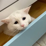 就爱原味薯片