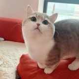 小鱼