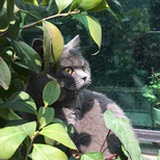 爱吃榴莲的猫