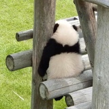 我不能养熊猫