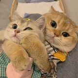 不会转