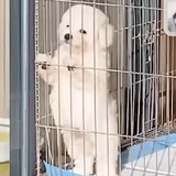 邓西南