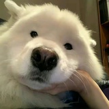 脸