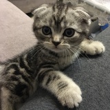 Gina