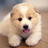 sunnyboy