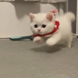 哦