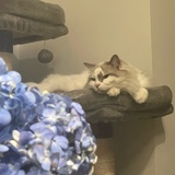 阿麤