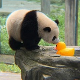 热血笨蛋