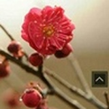 吴梦梵