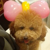 尹甩甩