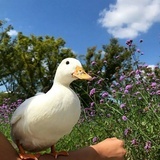 春夏
