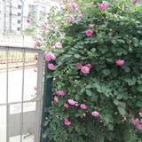 叶子
