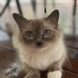 林伊纯