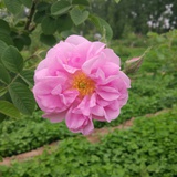 玫瑰菜地