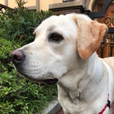 dobby傻蛋儿