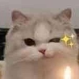 sasa
