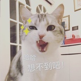 四处张望的猫