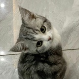 加加