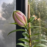 lotus