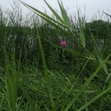大楠楠