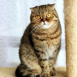 猫头鹰爱好者