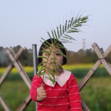 深圳Q叔