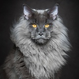西伯利亚森林猫