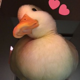 小面不面