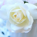 晓伊