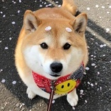 我是妮妮