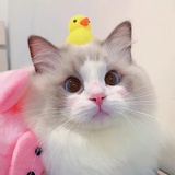 鹿鹿