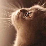 fly