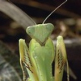 Mantis