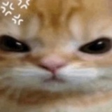 一猫一样
