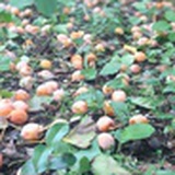 黎小杜