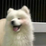 keigo