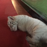 爱玛