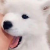 菠菜知识包