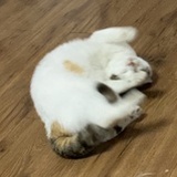 陈
