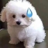 嘻嘻