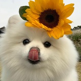 茉琳儿